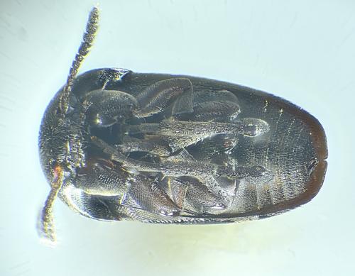Réf. 355 018 : Ptomaphagus sp.